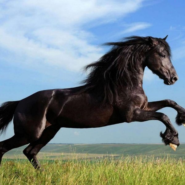 252365-horse-2880×1620